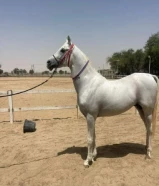 مطلوب حصان مرثون