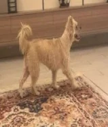 عمرها سنه مطعمها كل التطعيمات معاها بيتها وأكثر من لبس وكاب وعطر