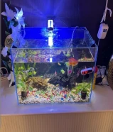 سمك متنوع مع حوض كبير وكافه مستلزماته للبيع