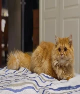 Persian Cat - FREE ADOPTION