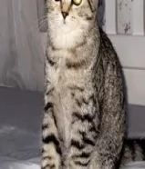 قطط للتبني