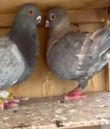 يوز أفريكان اويل(( البومه )) النثيه رديوس والذكر حامل رديوس