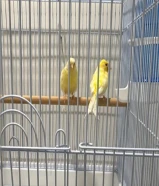 للبيع كناري انتاجي ازواج