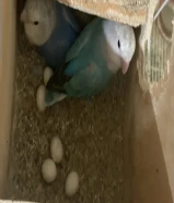 للبيع طيور لوفبيرد روز منتجين