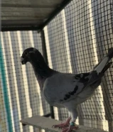 هومر باقي التفاصيل تحت