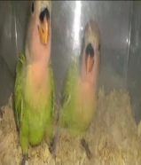 للبيع فرخين لوفبيرد او للبدل