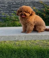 البيع توي بودل ذكر تي كب 3 سنوات