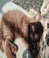 دينارCat it’s very cute father British mother seyami