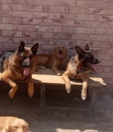 جيرمن ذكر ونثيه