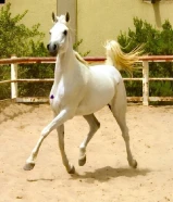 للبيع افرس وامهر عربي اصيل بيور