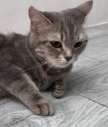 قطوة للتبني