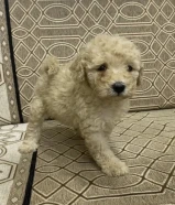 Poodle 2 months