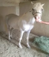 للبيع حصان مصري بيور