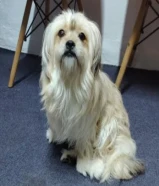 This puppy knows how to bathe and knows how to go to the bathroom when he needs to.