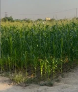 للبيع زرع الذره