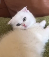 قطوة للتبني مع أغراضها