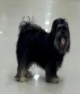 كلب للبيع نوعه مالطي بيور مستورد