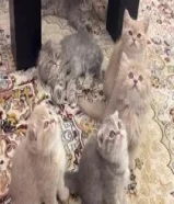 قطط سكوتش فولد