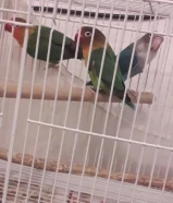 للبيع زوج فشر جاهزين للأنتاج