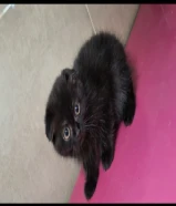 ذكر British للبيع