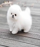 cute Pomeranian puppies available for adoption . I have pomeranian puppies who need new homes.
