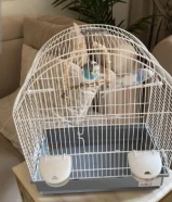 عصافير حب للبيع