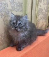 For Sale British Kittens