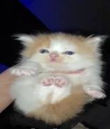 Calculate Your Loanكتن شيرازي مكس برتش أنثى عمرها شهرين ونص لعوبه ومتعلمه على الليتربوكس وخاليه من الأمراض