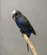 طير حب مروض