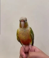 للبيع كنيور اناناس ربوه