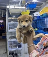 Maltese and Japanese pets available for sale
