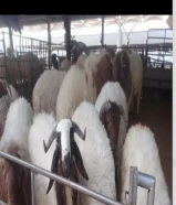 قصاب تحت الطلب ذبح وتوصيل جميع انواع الذبائح خروف عجل بعير