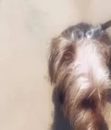 جلب يورك شاير عمرة 7 شهور بنت للبيع