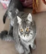 سكوتش ڤولد ذكر وأنثى العمر سنة