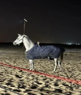 حصان بلدي هادي والبيع سريع واموره طيبه كلها وتوني مقلمه ومركب حذوه قدام فقط