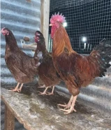 للبيع دجاج رد بلو انقليزي دم صافي