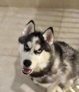 Husky alaskan original