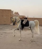 خيل للبيع مصري