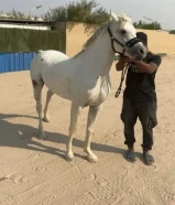 حصان مصري مواليد2021 فاخر جواز وتحويل