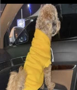 للبيع بودل لعوب