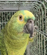 للبيع بلوفرينتد العادي .........................................................