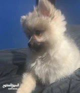 Pomeranian for sale