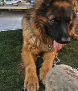 جيرمن جامبو انتاج سوبر