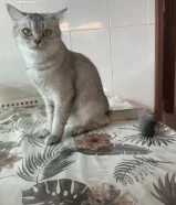 قطة مكس سيامي شرازي