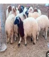قصاب لجميع انحاء الكويت جميع الماسيه98548593