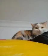 قطه للتبني لغرض السفر