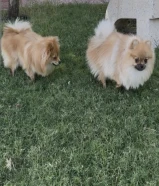 بوميرينيان انثى وذكر. 9شهور. دفتر تطعيماتهم. متعلمين عالباد.