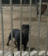 للبيع ذكر روت وايلر