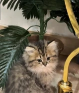 للبيع قطط كتنز عمرهم شهر ونص