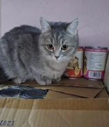 grey cat short haired 1 year old she/her